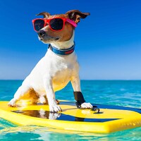 Urlaub mit Hund - 50.061 Ferienwohnungen & Ferienhäuser