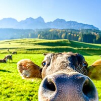 Urlaub auf dem Bauernhof - 1.529 Ferienwohnungen & Ferienhäuser