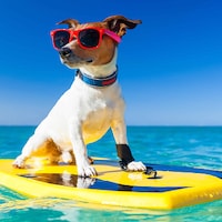 Urlaub mit Hund - 51.340 Ferienwohnungen & Ferienhäuser