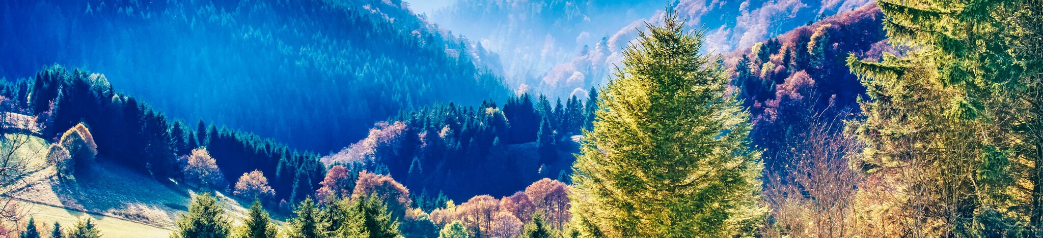 Blick auf den Schwarzwald